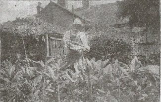 Charles looking after his tobbaco patch | Wickford Times 1949