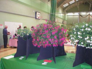 History of South East Essex Fuchsia Fellowship of Laindon. | Charlie Clark